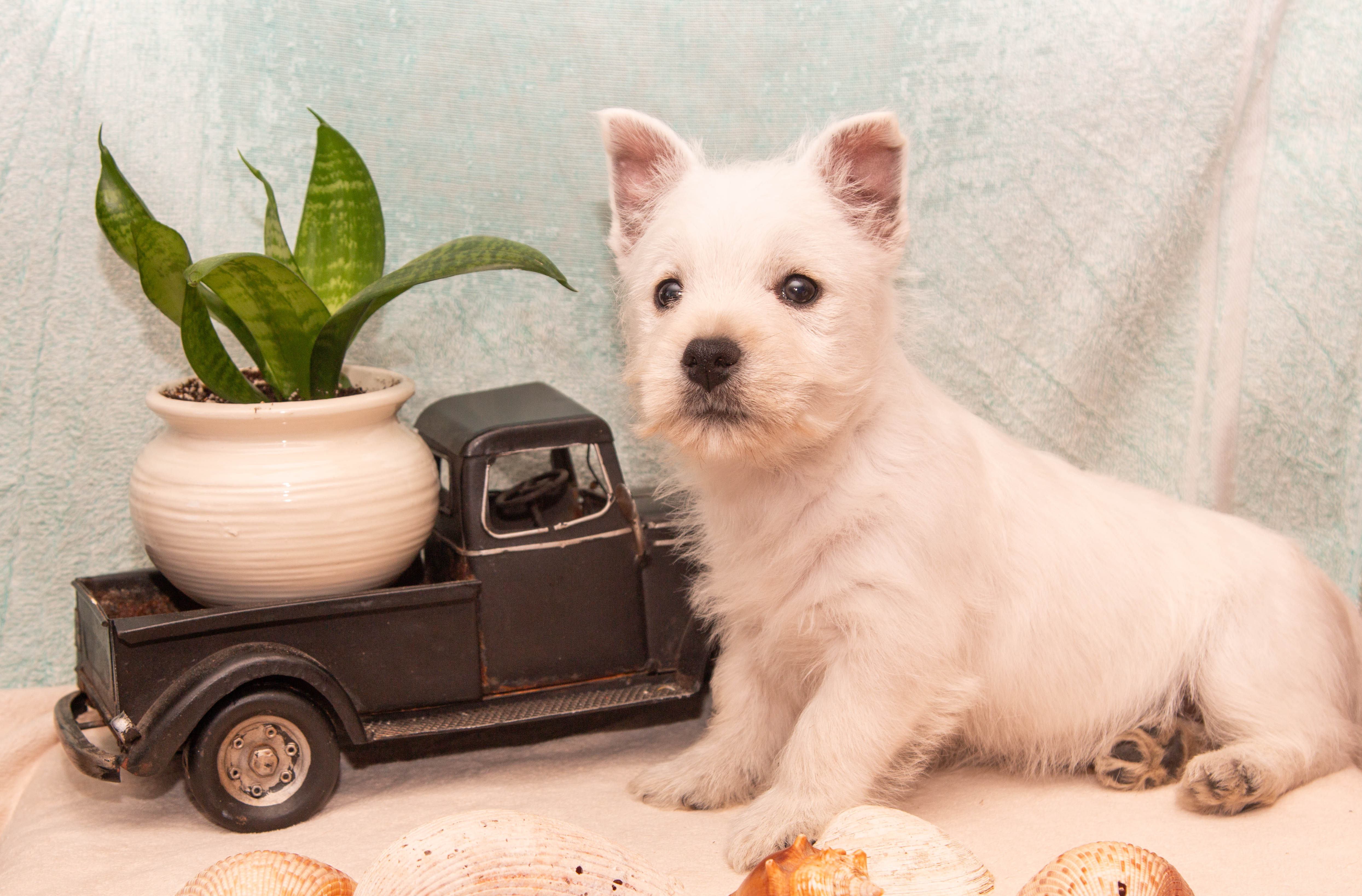 puppy, for, sale, West Highland White Terrier, Amos B. King, dog, breeder, Romney, WV, dog-breeder, puppy-for-sale, forsale, nearby, find, puppyfind, locator, puppylocator, aca